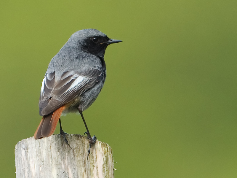 Phoenicurus ochruros Black Redstart Zwarte Roodstaart